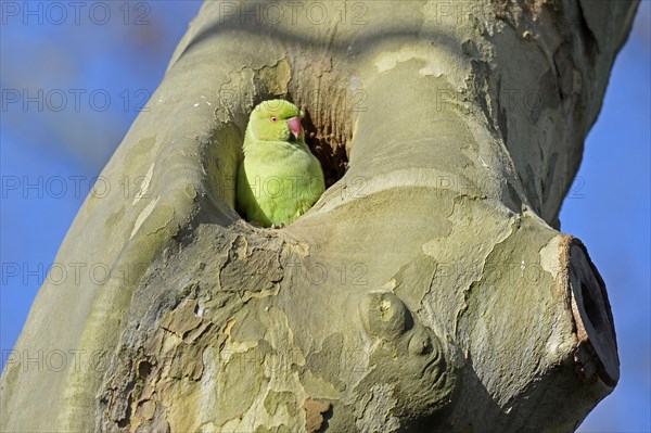 Rose-ringed Parakeet