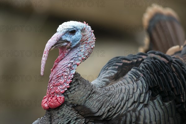 Domestic turkey