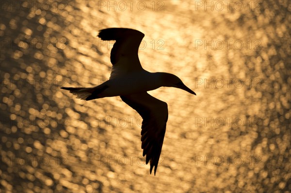 Northern gannet