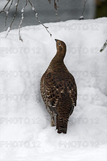 Black grouse