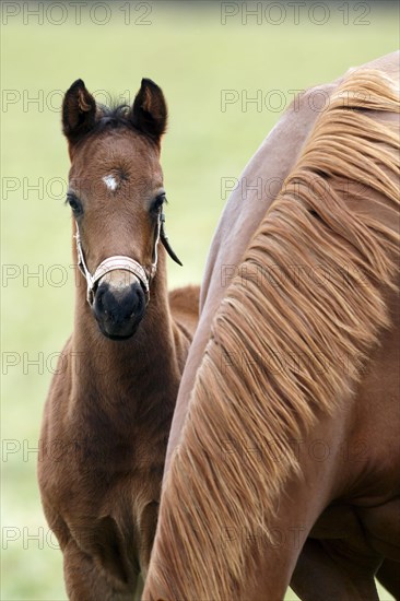 English thoroughbred horse