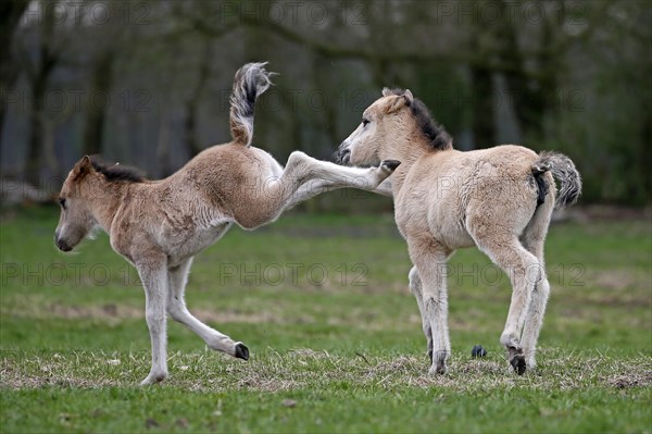 Wild Horse Duelmen