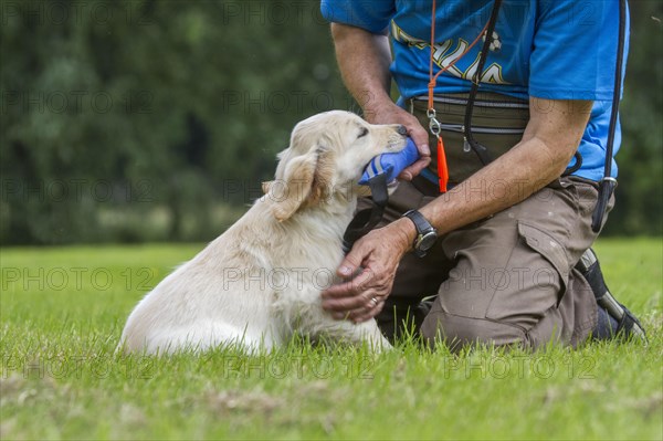 Golden Retriever