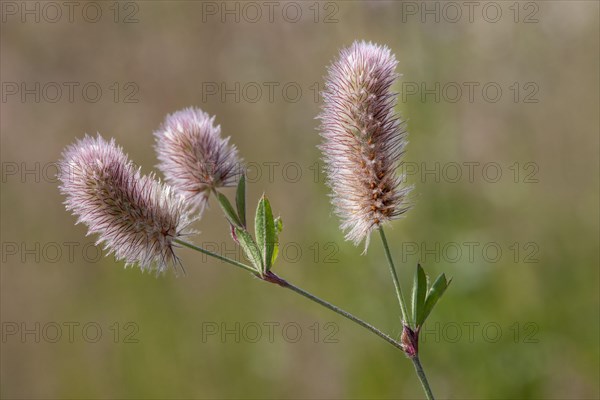 Hare's foot trefoil