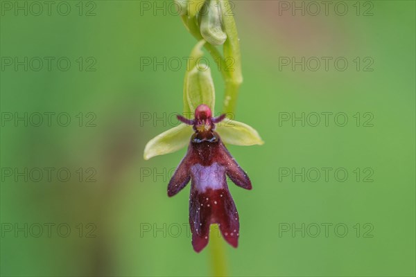 Fly orchid