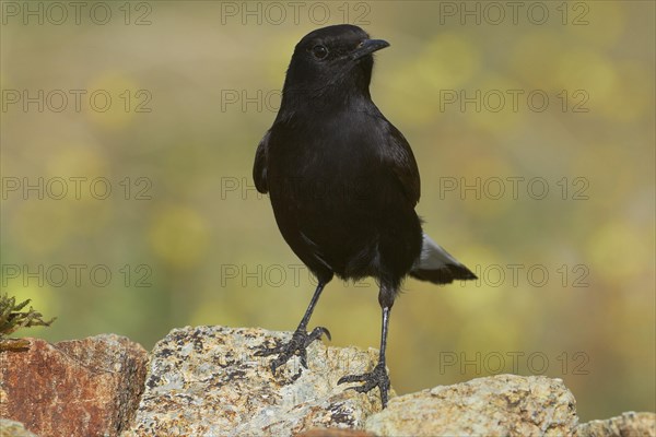 Black Wheatear