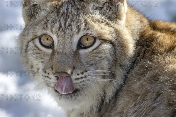 Young Eurasian Lynx