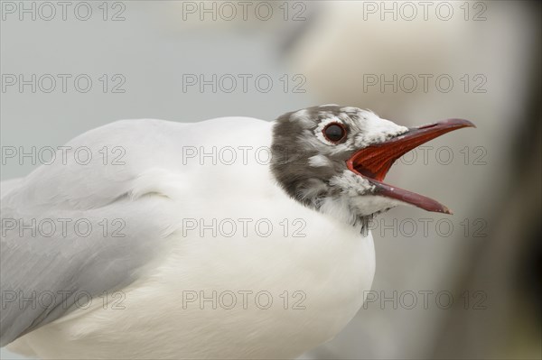 Black-headed gull