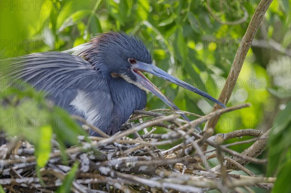 Tricolored heron