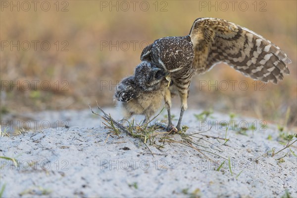 Burrowing owl