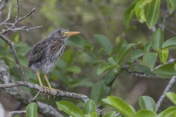 Green-backed Night Heron juv