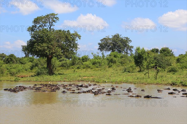 Asian water buffalo