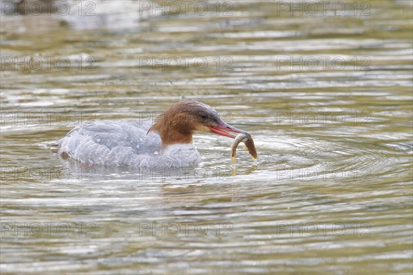 Smew