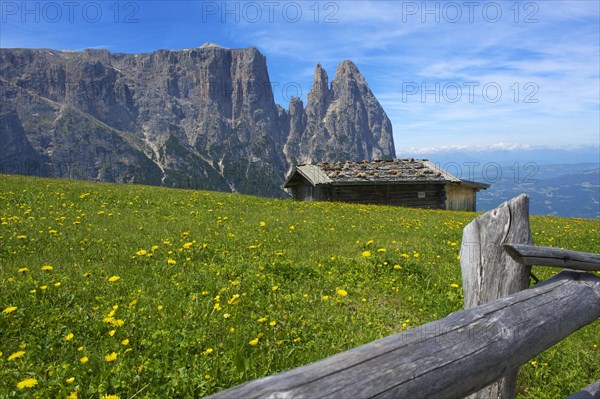 Alpine pasture on the Alpe di Siusi with Sciliar