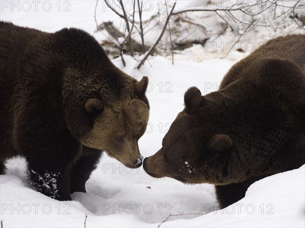 European Brown bears