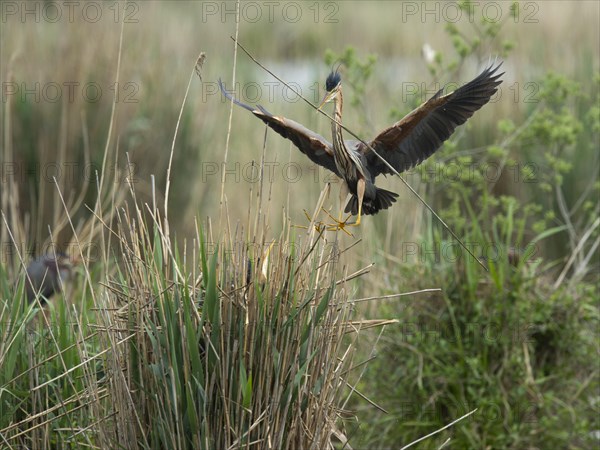 Purple heron