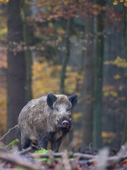 Wild Boar