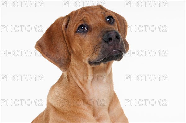 Rhodesian Ridgeback