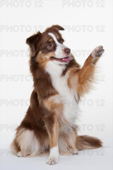 Miniature Australian Shepherd