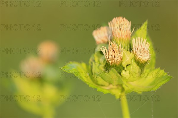 Cabbage thistle