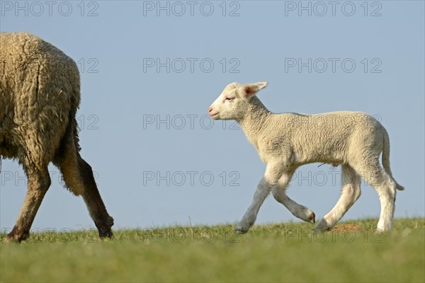 Merino sheep