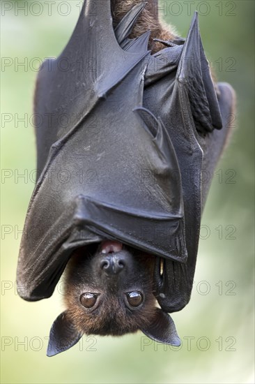 Indian Flying Fox