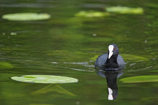 Eurasian coot