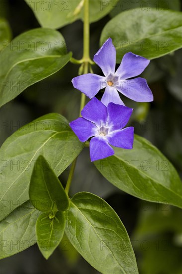 Periwinkle