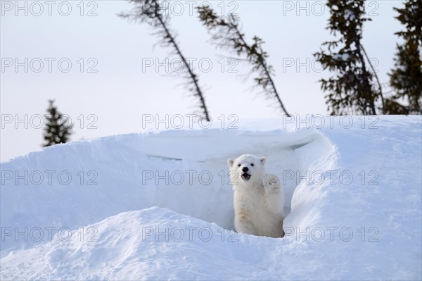 Polar bear