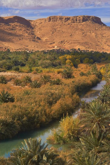 Tafilalet Oasis