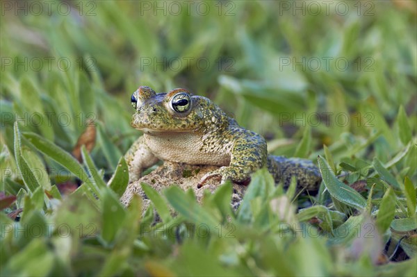 Natterjack Toad