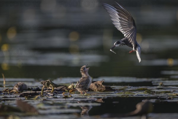 Black terns