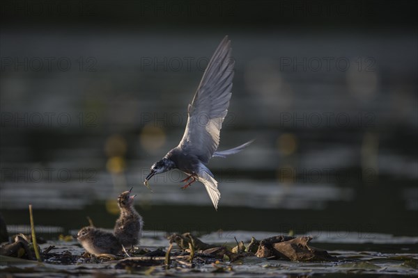 Black terns