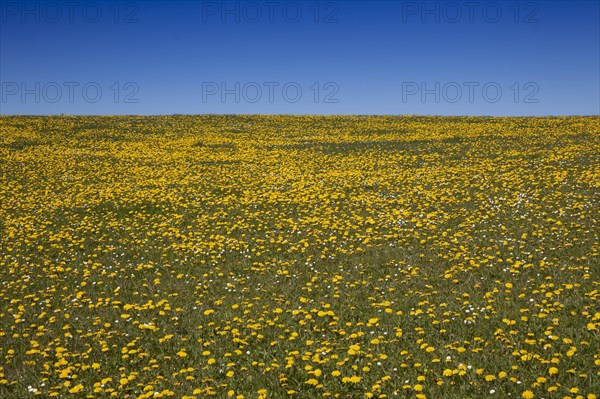 Meadow with Dandelion