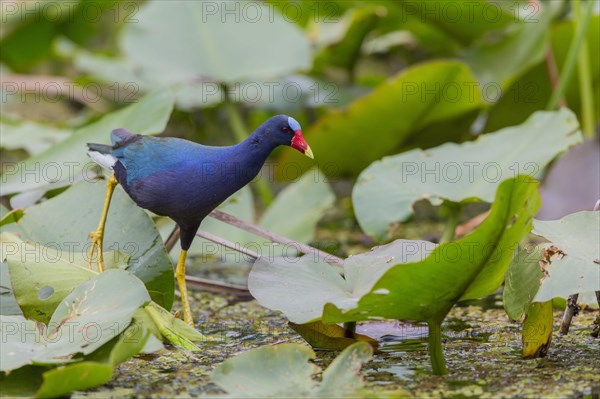 Pygmy Gallinule