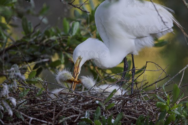 Great egret