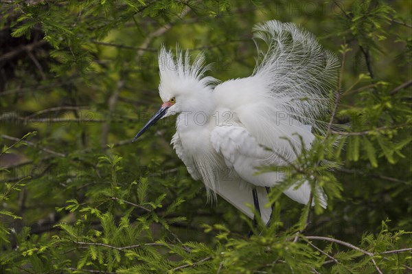 Snowy Egret