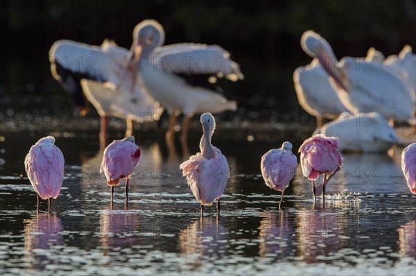 Roseate Spoonbill