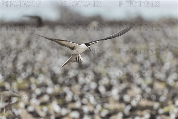 Russian Tern