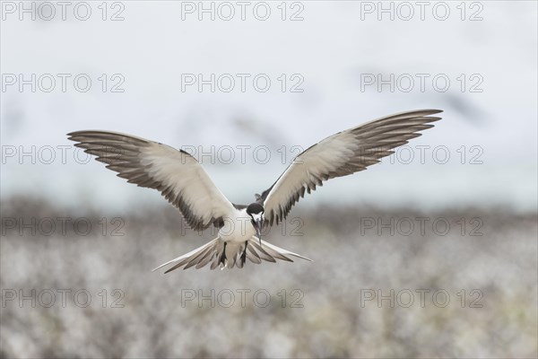 Russian Tern