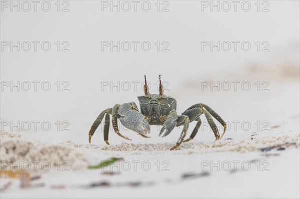 Horny-eyed ghost crab