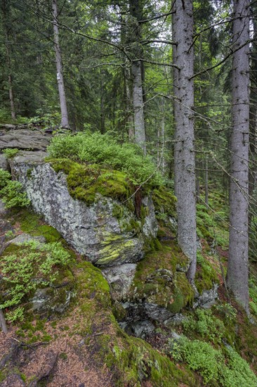 Primeval forest in Hoellbachgespreng