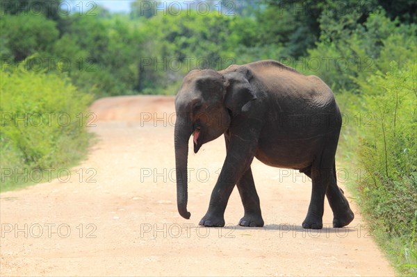 Asian elephant