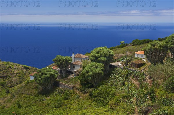 Dragon trees on the north coast of La Palma