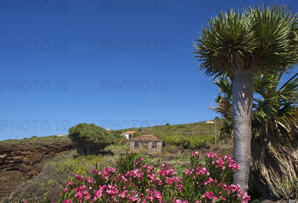 Old farmhouse with dragon tree in Garafia