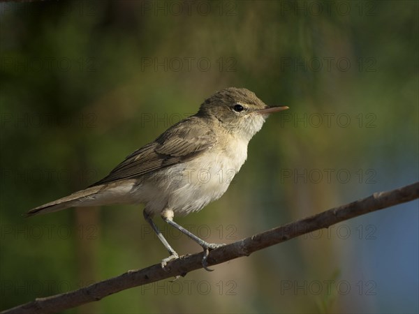 Eastern Olivaceous Warbler