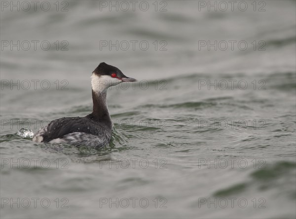 Horned Grebe