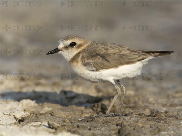 Kentish plover