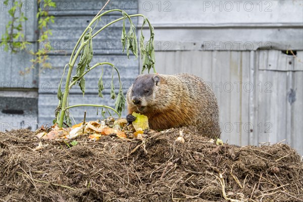 Groundhog feeding on a compost heap