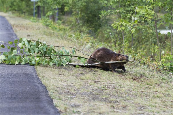 Beaver pulling a tree across a road